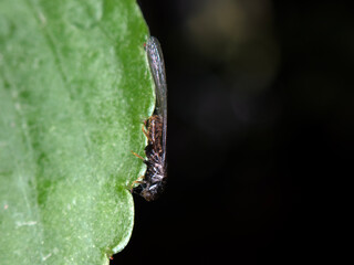 Cicada resting on a leaf capturing sunlight in a lush green garden