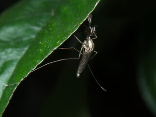 Mosquito resting on a green leaf in a dark environment during nighttime