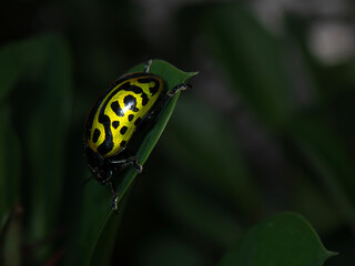 Vibrant Calligrapha mexicana beetle resting on green leaf in rainforest habitat