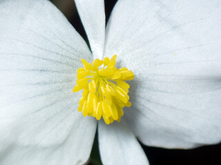 Close-up view of a delicate white flower showcasing vibrant yellow stamen in nature