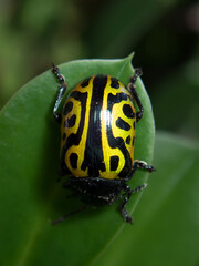 Beetle calligrapha mexicana resting on a green leaf in a natural habitat