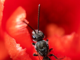 Ceratina acantha bee foraging on vibrant red flower in natural habitat