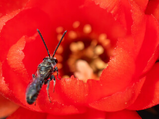 Ceratina acantha bee pollinating vibrant red flower during sunny spring afternoon
