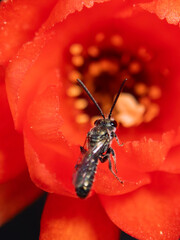 Ceratina acantha bee collecting nectar from bright red flower in spring