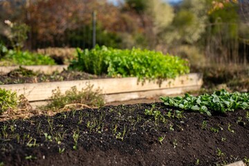 turning a compost pile in a community garden. compost full of microorganisms. sustainable regenerative agriculture