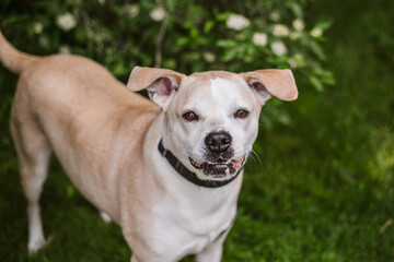 Mixed dog during spring by flowers