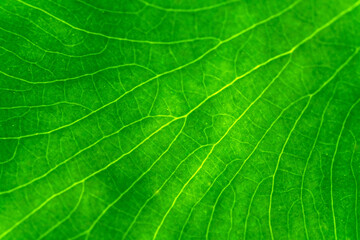 leaf veins in close-up detail of macro photography, with intense green, yellow colors. Perfect for wallpapers and design