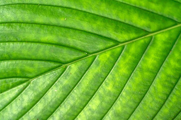 leaf veins in close-up detail of macro photography, with intense green, yellow colors. Perfect for wallpapers and design