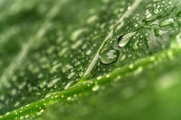 Leaf with raindrops in high detail for graphics and wallpapers