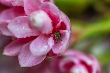 Pink and white flower with raindrops on its petals in a natural tropical environment and an insect inside, a beetle in macro photography