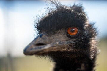emu face close up. big bird eye in australia