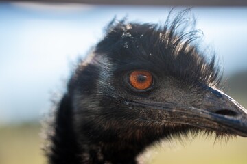 emu face close up. big bird eye in australia