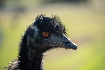 emu face close up. big bird eye in australia