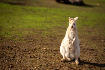 albino wallaby in the bush in tasmania australia. white wallaby, white wildlife
