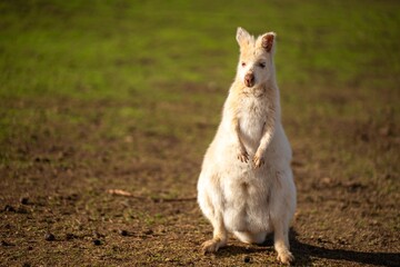 albino wallaby in the bush in tasmania australia. white wallaby, white wildlife