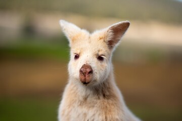 albino wallaby in the bush in tasmania australia. white wallaby, white wildlife