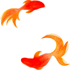 金魚　夏　水彩　和風　イラスト
