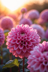 Bright pink dahlia macro flower captured outdoors during soft golden afternoon sun garden setting aesthetic floral photography for wallpaper background