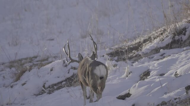 Huge mule deer buck in winter 