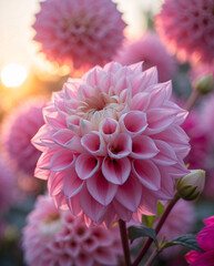 Afternoon light highlights pink dahlia flower macro bloom with beautiful detail and rich texture aesthetic floral photography for wallpaper background