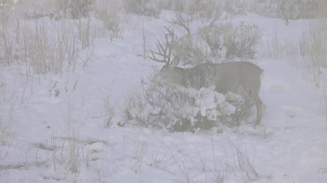 Huge mule deer buck in winter Yellowstone National Park 