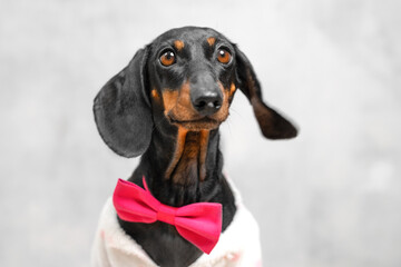 A black and tan dachshund wearing a bright pink bow tie and a white fleece outfit poses upright in front of a smooth light gray background with a curious expression