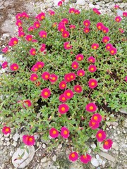 Portulaca grandiflora known as rose moss. Red Moss Rose flower isolated in home garden. Perfect For Flowers Background