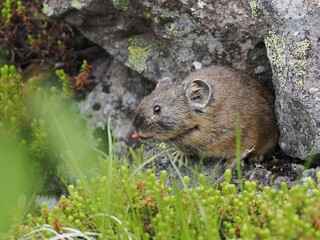 ガレ場に住んでいるエゾナキウサギ