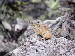 ガレ場に住んでいるエゾナキウサギ