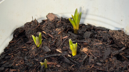 Fresh green plant sprouts emerging from dark soil in a pot