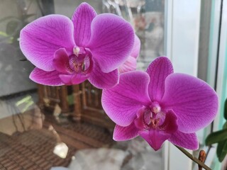 Anggrek Bulan or Phalaenopsis aphrodite is a species of orchid found from southeastern Taiwan to the Philippines. Blurry Background