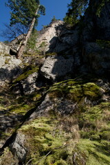 View looking upward at a steep rock cliff face dappled by shadow, with the rocky landscape spotted with ferns, green moss and tenacious pine trees. 