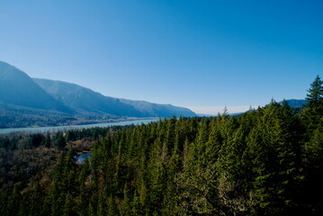 Obraz premium Aerial View of Columbia River, surrounded by massive pine trees under a clear blue sky. 