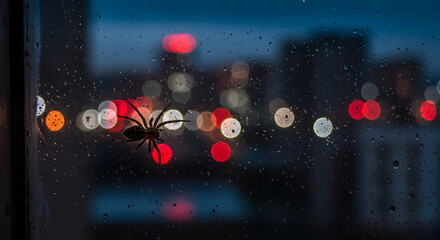 Spider on a Window with City Lights at Night Captured in a Artistic Photograph