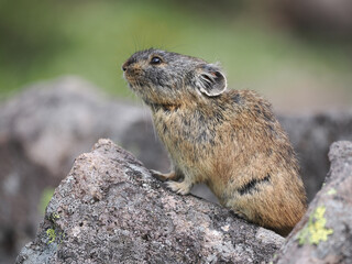 ガレ場に住んでいるエゾナキウサギ