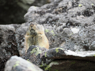 ガレ場に住んでいるエゾナキウサギ