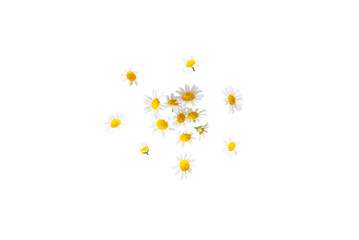 Closeup of fresh organic camomile flowers from the garden isolated on a transparent background...