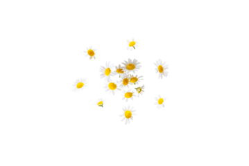 Closeup of fresh organic camomile flowers from the garden isolated on a transparent background without shadow from above, top view, png
