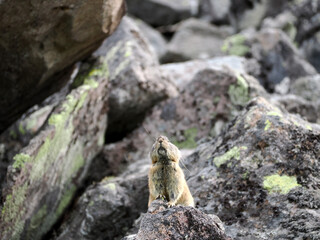 ガレ場に住んでいるエゾナキウサギ