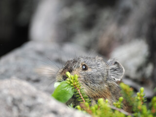 ガレ場に住んでいるエゾナキウサギ