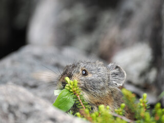 ガレ場に住んでいるエゾナキウサギ