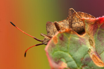 the insect Coreus marginatus on a rhubarb leaf