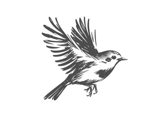  European Robin hand drawn sketch vector illustration