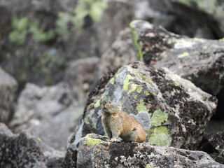 ガレ場に住んでいるエゾナキウサギ