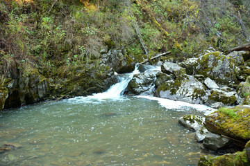 A mountain stream cascades into a wide creek surrounded by dense pine forest on a cloudy autumn...