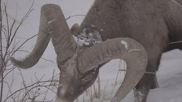 Big bighorn sheep closeup feeding in snow 