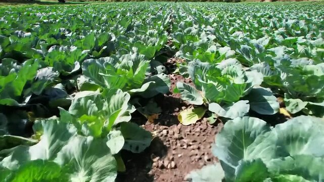 Lush Green Lettuce Field Growing in Bright Sunlight with Closeup View of Leaves