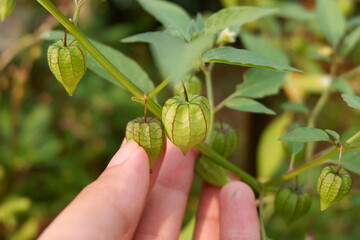 Hand Holding Physalis angulata Fruit with Plant Background in Natural Environment