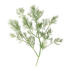 Fresh Dill Sprig Isolated on Black Background,