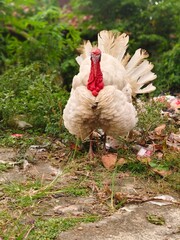 turkey on grass
